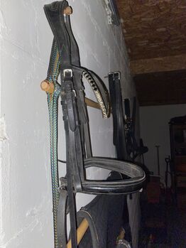 black full bridke horze