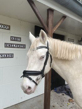 Black bridle for sale