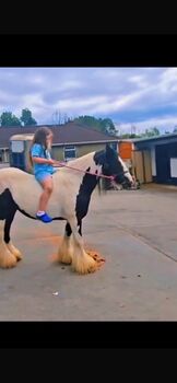 Heavy cob mare