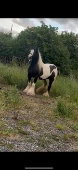 Heavy cob mare