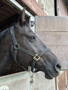 Schwere Warmblutstute zu verkaufen