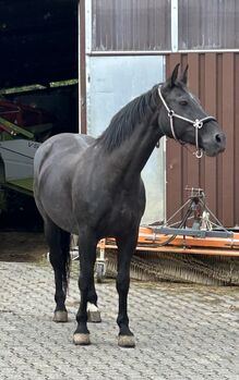 Schweres Warmblut, Svea Schneider, Pferd kaufen, Hünstetten