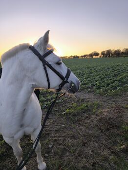 Suche pflegebeteiligung, J. Klose , Horses For Sale, Knorrendorf 