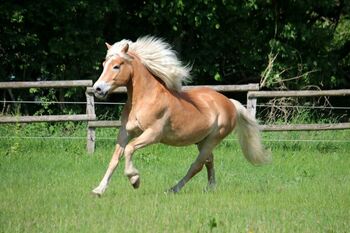Suchen Pony, S.Bu, Horses For Sale, Spremberg