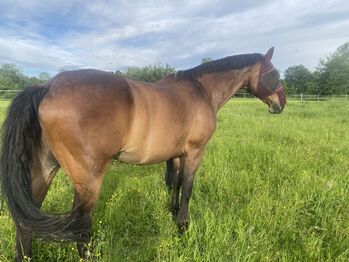 Bestplatz für Wallach gesucht | Beisteller | Bedingt Reitbar, Nia, Horses For Sale, Freilassing