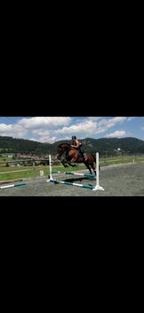 sucht neuen Karotten geber, Eva Gamper, Horses For Sale, Kammern i.L.