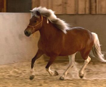 Seelenpferd sucht einfühlsamen Horeseman-Shipper, ElfenPferde, Pferd kaufen, Seesen