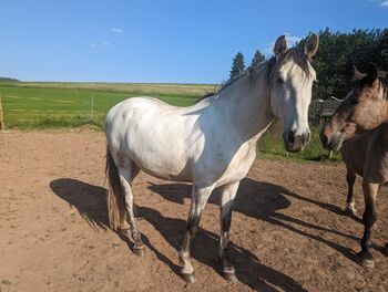 Seelenpferd sucht Lebenspartner, carina, Pferd kaufen, Salm