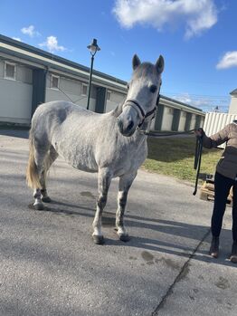 Sehr brave 6 Jahre Pony Stute, Birgit Schmidt , Pferd kaufen, Ebreichdorf 