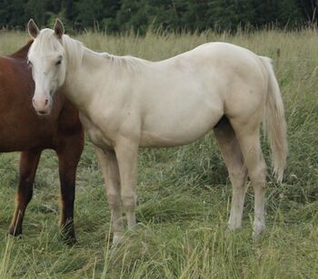 sehr cooler, top gezogener Quarter Horse Hengstjährling, Kerstin Rehbehn (Pferdemarketing Ost), Pferd kaufen, Nienburg