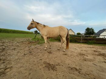 Sehr gut gebaute Quarter Horse Stute in Traumfarbe