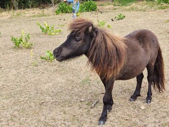 Sehr hübsche und korrekte Mini Shetland Jungstute, Monika Beubler, Pferd kaufen, Unstruttal