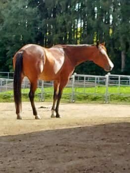sehr korrekte Quarter Horse Stute, Kerstin Rehbehn (Pferdemarketing Ost), Pferd kaufen, Nienburg