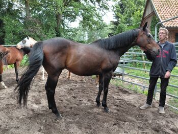 Sehr lieber ruhiger Wallach, 12j. 165cm, Martina, Pferd kaufen, Winsen (Aller)