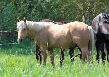 Sehr menschenbezogener, lieber Quarter Horse Hengst in toller Optik, Kerstin Rehbehn (Pferdemarketing Ost), Horses For Sale, Nienburg
