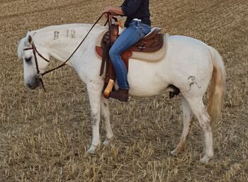 Sehr typvoller, gut gerittener Camargue Wallach