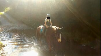 Sehr verschmuste, sanftmütige, menschenliebe Jungstute zu verkaufen!