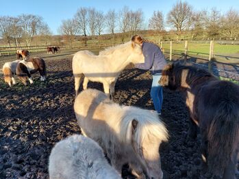 Sehr zutraulicher Quarterpony Hengstjährling sucht liebevolles Zuhause