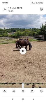 Verkaufe 2 Ponystuten, Brigitte Schermann, Horses For Sale, pilgersdorf