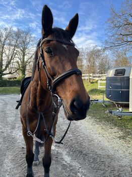 Verkaufe meine liebe braune Stute Csoki, Ida-Katarina Koller, Horses For Sale, Karnabunn 