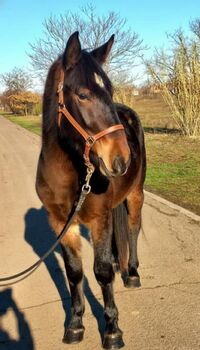 Verkaufen lipizzaner mix