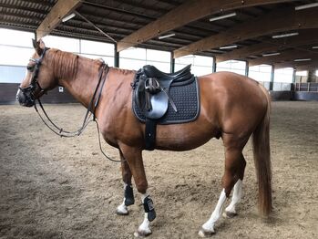 Verkaufe Passier PSP Dressursattel, Passier PSP, Celina Koch, Dressage Saddle, Hamburg