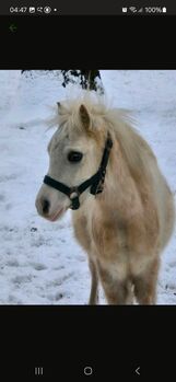 Verkaufe meinen kleinen Welsh A Hengst, A.B, Horses For Sale, Menslage/Borg