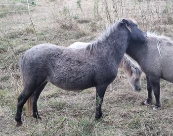 Seltene Smoky Black Tiger Jungstute Partbred Shetlandpony, Nadine  (Shettyzucht Frechdachs ), Pferd kaufen, Heringen