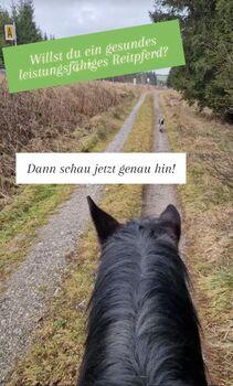 Seminarwochenende, Expertenwochenende "Das gesunde (Reit-) Pferd"