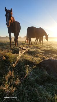 Senner Pferd- Stutfohlen, Claudia Wendt-Sölter , Horses For Sale, Lage