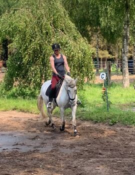 Sensible Cruzado Stute -Projektpferd-