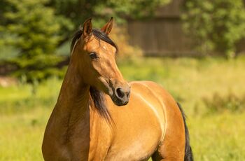 Serpienta - PRE, Stute, 3 Jahre, Braun (Castaña) mit Pearlgen, WOW Pferd  (WOW Pferd), Pferd kaufen, Bayern - Attenkirchen