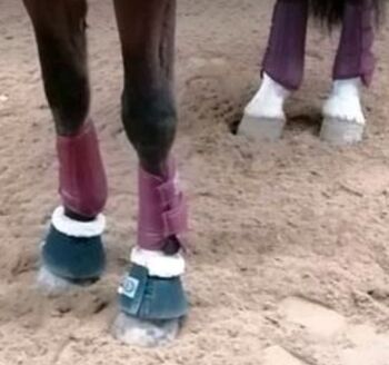 Set gamaschen Hufglocken, Powerhorse, Gamaschen, Ziemetshausen