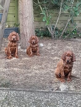 Setterweilpe Irish Red Setter  Welpe