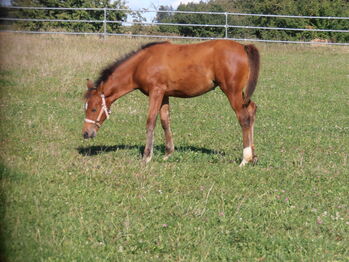 Shagya-Araber Stute Jährling Sport Distanz Vielseitigkeit, Birgit, Horses For Sale, Neumarkt-Sankt Veit