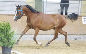 Shagya Araber Stute sucht Zuhause als Beistellerin, Pferdevermittlung Leus (Pferdevermittlung Leus ), Horses For Sale, Limburg an der Lahn