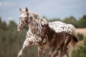Sheena Laza af Lyn - Knabstrupper, Stute, 14 Jahre, Leopardschecke