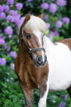 Shettystute Sissi sucht neues Zuhause