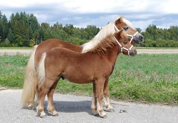 Shetlandponys aus eigener Zucht