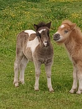 Shetland Pony - geschecktes Hengst-Fohlen, Dietmar Heinelt, Pferde kaufen & verkaufen, Osternienburger Land