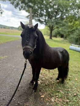 Shetland Pony // Kinderpferd // Fahrpony, Alisa Wessel, Pferd kaufen, Dürrholz