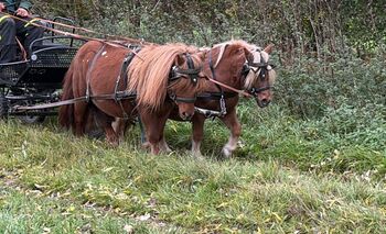 Shetlandpony Stute
