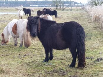 Shetland Pony Stuten mit Papieren