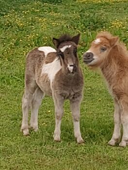 Shetland Pony - geschecktes Hengst-Fohlen, Dietmar Heinelt, Horses For Sale, Osternienburger Land