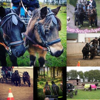 Shetlandpony, Shetty geritten und gefahren 108Stkm