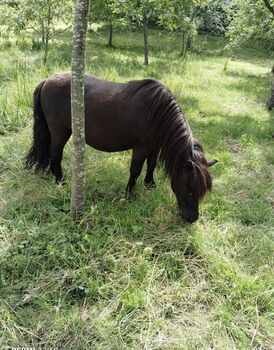 Shetlandpony Shetty Wallach