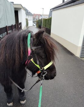 Shetlandpony Shetty Wallach, Gruber, Horses For Sale, Weissach im Tal 