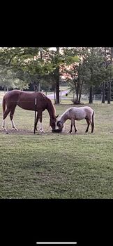 Shetland pony stud, Gloria , Pferd kaufen, Lucedale 