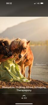 Shetland Pony sucht, Adriane Schmedemann Reitschule, Pferd kaufen, Schonstett 