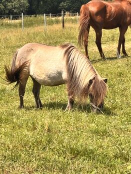 Shetland Pony sucht